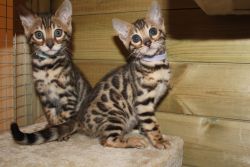 Stunning Bengal Kittens,text at (xxx)-xxx-xxxx