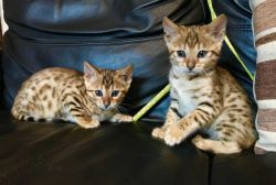 Gccf Excellent Bengal Kittens Ready Now !!!