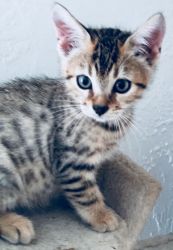 Beautiful rare polydactyl Bengal mix kittens