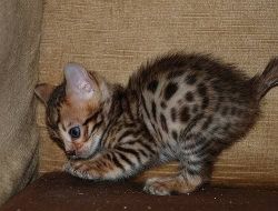 Amazing and Friendly Bengal Kittens