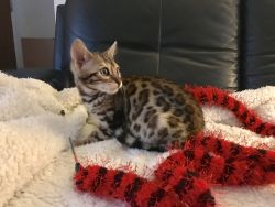 Exotic Bengal Kitten