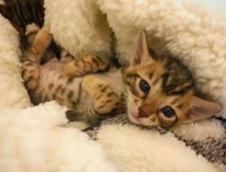 Super Cute Bengal Kittens