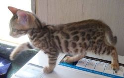 Cute and lovely Bengal kittens r