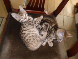 Beautiful Bengal Kittens For Sale.