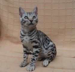 TICA Registered Bengal Kittens