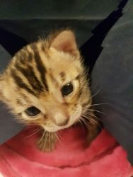 f1 bengal kitten for sale