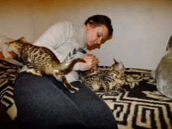 Bengal house kitten leopards for new homes