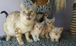 Bengal Kittens For Sale!