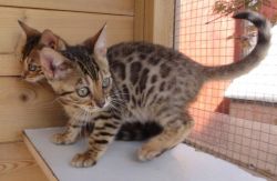 ccv Bengal Kittens for sale