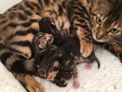 Cute Bengal Kittens for sale