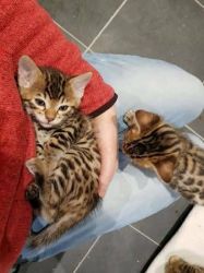 Amazing M&F Bengal Kittens for loving homes