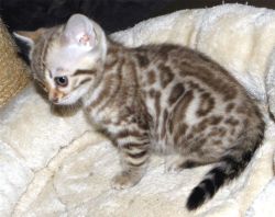 Nice Bengal Kittens For Sale