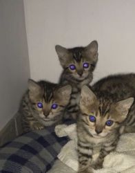 Adorable Bengal Kittens