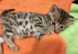 NOT only cute,but exotic leopard look bengal kittens available.