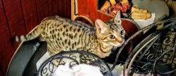 Champion Bloodline Bengal Kittens