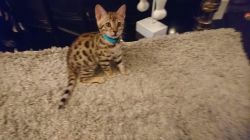 Cute Bengal Kittens Available