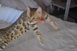 Stunning Rosetted Male and Female Bengal Cats (xxxxxxxxxx).