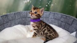 Amazing bengal kitten for sale