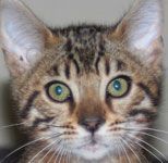 Outstanding Rosetted Male Bengal Kitten