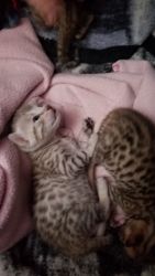 Enchanting T.I.C.A registered Bengal kittens