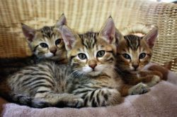 Top Quality Bengal kittens now available to Go