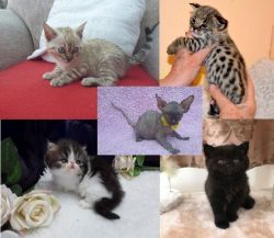 Lovely Kittens for Sale Affordable Prices