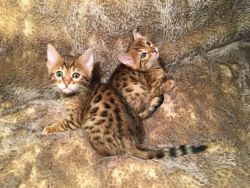 Bengal Kittens For Sale (xxx)-xxx-xxxx