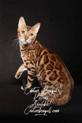Bengal Kittens Available (COUTURE BENGALS)