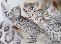 Stunning Bengle Cross Kittens