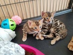 Bengal kitten Male and Female for Adoption
