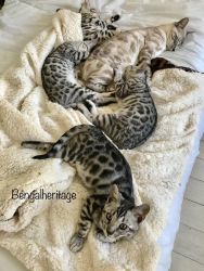 Gorgeous Bengals Kitten for Adoption