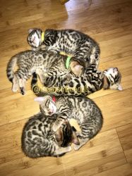 Bengal Kittens Tica Registered(FreedomBengals)