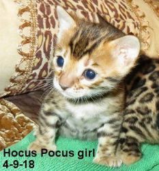 Bengal Kittens, guaranteed good health and temperament