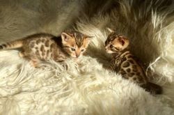 Extremely playful Bengal kittens