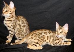Female Bengal kittens