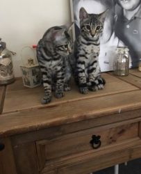 TICA Reg Bengal Kittens Ready for a new home