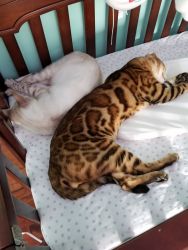 Beautiful Pure Breed Bengal Kittens available