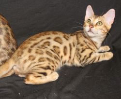 Female Bengal kitten