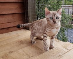 Snow&Silver Spotted Bengal Kittens