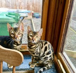 Lovely Bengal Kittens For Adoption