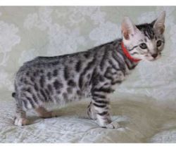 Tica registered Bengal Kittens for sale