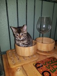 Rosetted Female Kitten