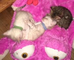 Xmas Bengal Kittens