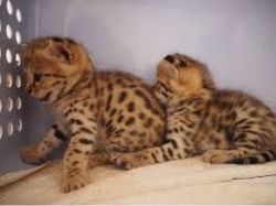Savannah Bengal Kittens For Adoption