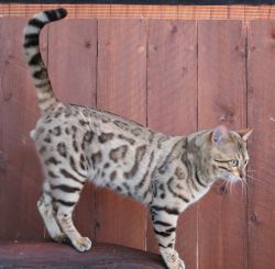 3 BENGAL, BROWN, ROSETTE, 1 FEMALE 2 MALES AVAILABLE