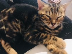 Pedigree Bengal Kittens for sale