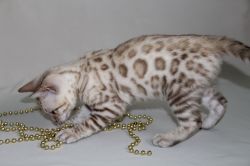 TICA Registered Pedigree Brown, Snow, Marble and Silver Bengal Kittens