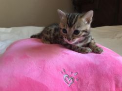 Female Bengal Kitten for Re homing