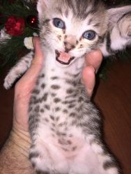 Leopard Spotted Bengal Kittens