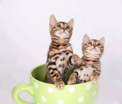 gg Cute Male and Female Bengal kittens for sale